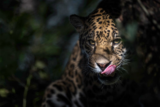 Jaguar Slikker Sig Om Mund Motiv Hoejre TINYPNG